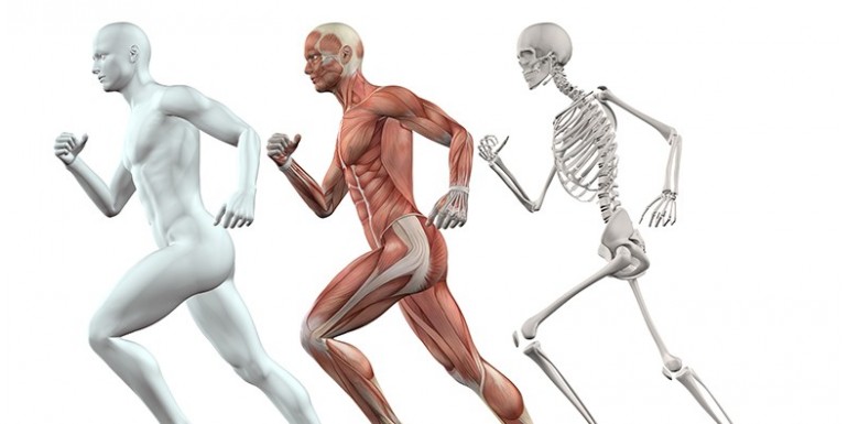 Quels sont les types d'os dans le corps humain ?