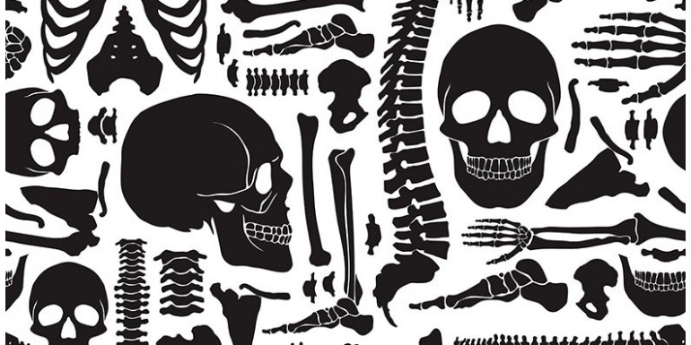 Comment se forment les squelettes ?