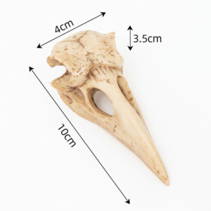 dimensions du Crâne de Corbeau en Résine Antique