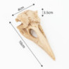 dimensions du Crâne de Corbeau en Résine Antique