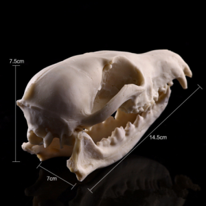 Dimensions de la Tête de Mort en Résine Crâne de Renard