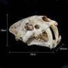 Dimensions de la Tête de Mort en Résine Crâne de Tigre aux Grands Crocs