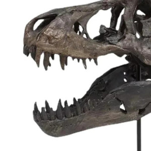 vue détaillée du Crâne de Dinosaure en Résine Vorannosaurus Rex Déco Rétro