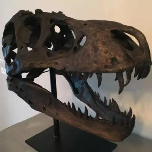 Vue Crâne de Dinosaure Vorannosaurus Rex Déco Rétro