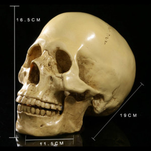 Dimensions Crâne Décoratif Tête de Mort en Résine Réaliste