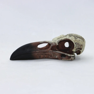 Vue Laterale Crâne Corbeau Rituel Occulte Ancestral
