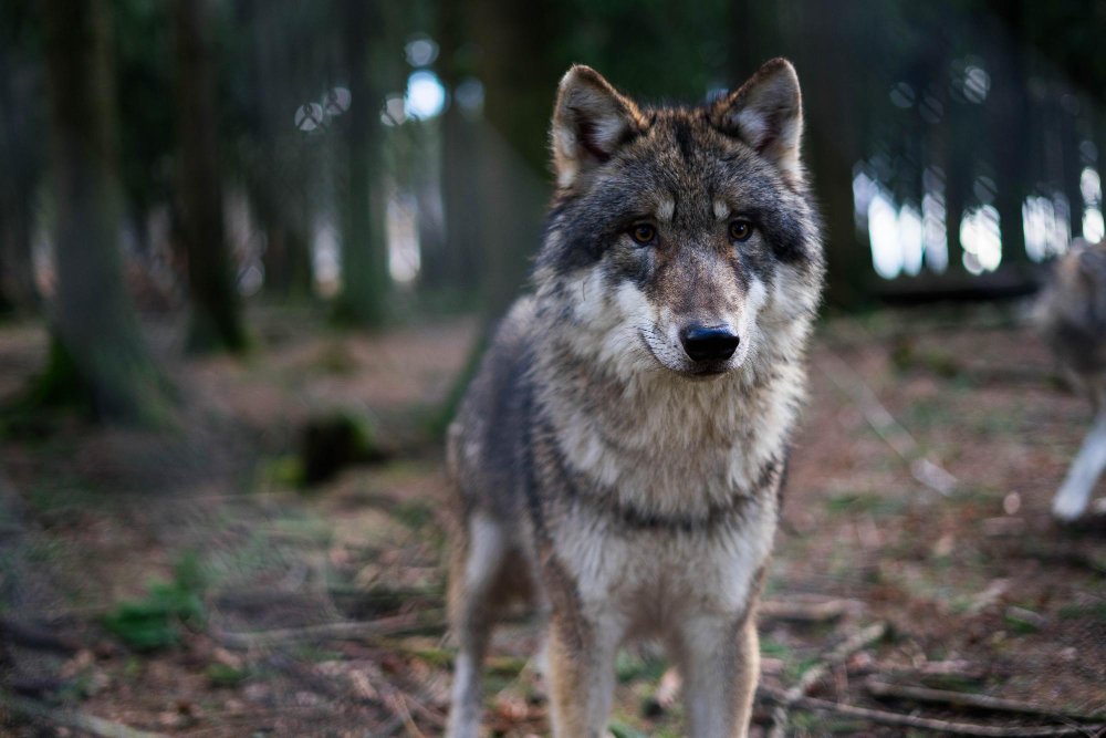 Comment porter un collier pendentif loup