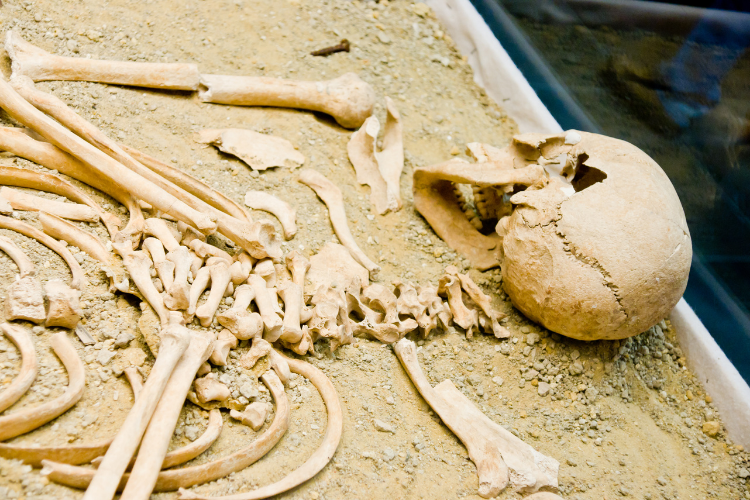 Une tête de mort montre une évolution rapide chez un ancêtre humain primitif - 2